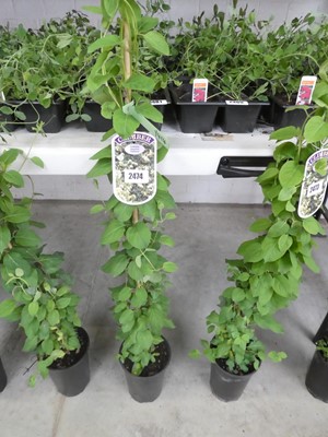 Lot 2474 - Potted Japonica Lonicera Halliana