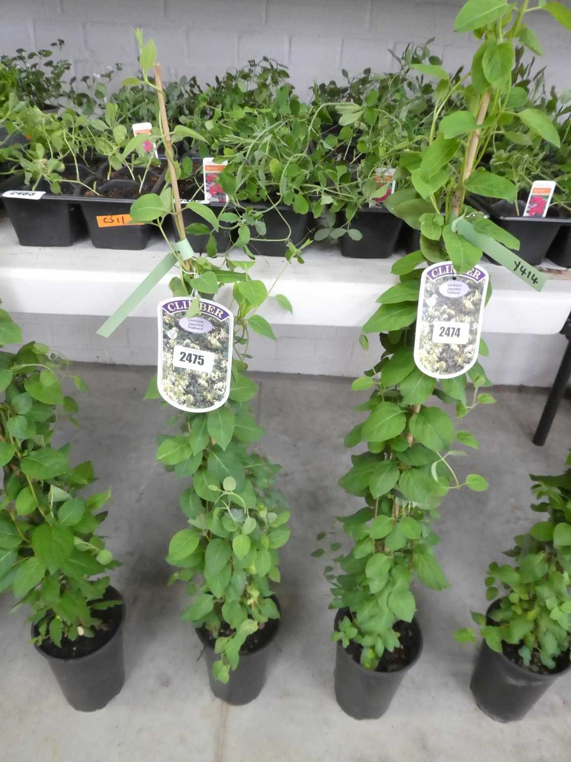 Lot 2475 - Potted Japonica Lonicera Halliana