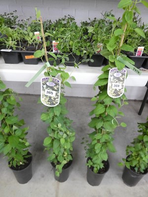 Lot 2475 - Potted Japonica Lonicera Halliana