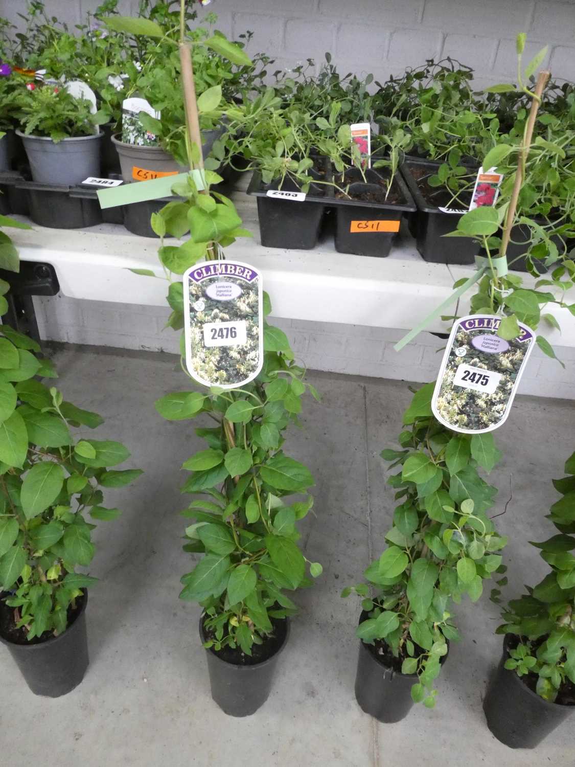Lot 2476 - Potted Japonica Lonicera Halliana