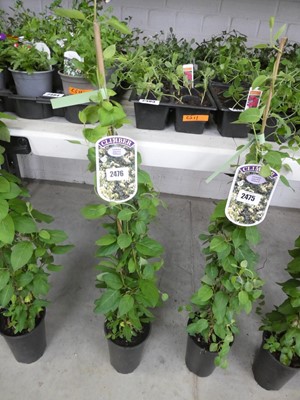 Lot 2476 - Potted Japonica Lonicera Halliana