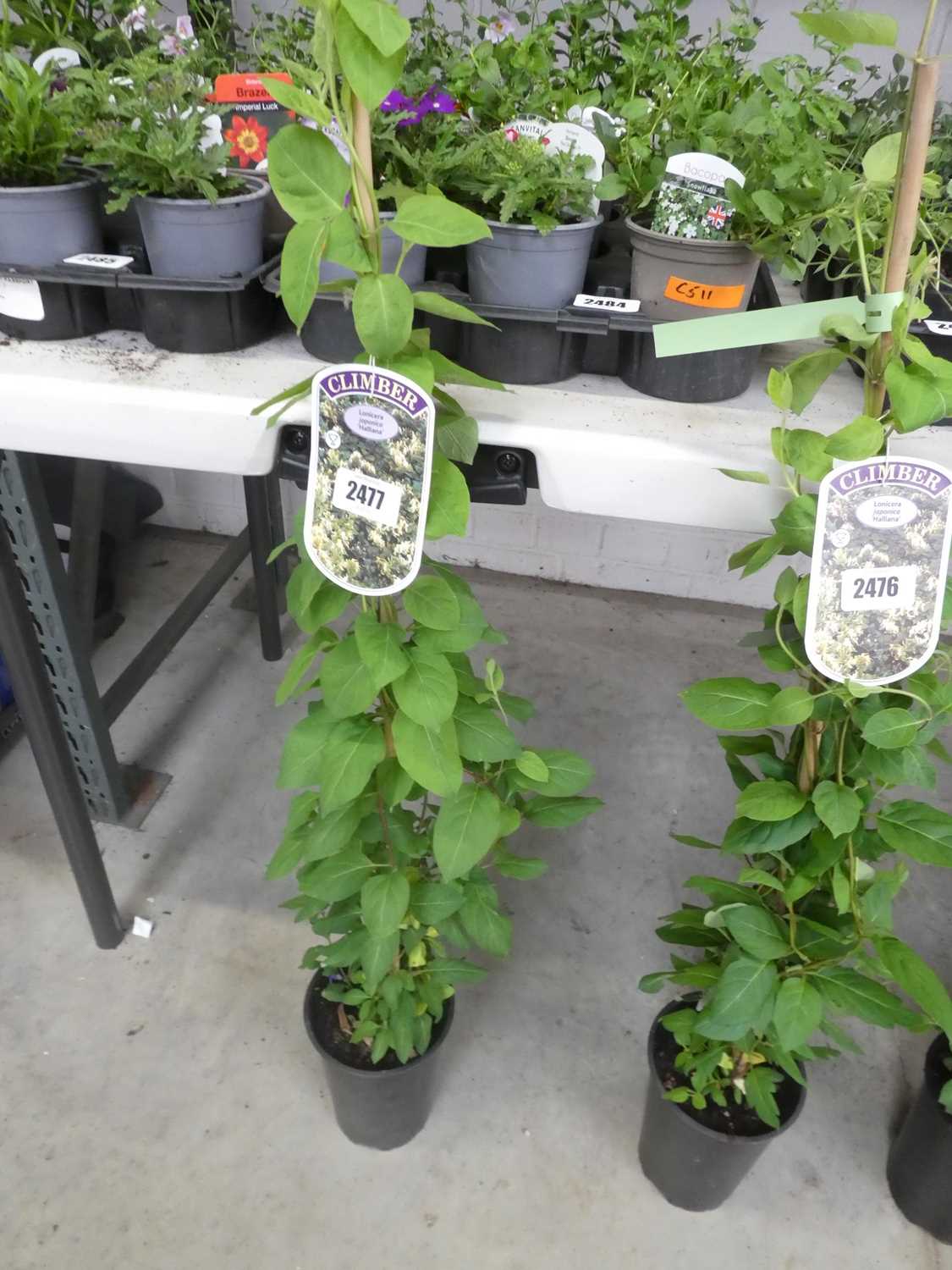 Lot 2477 - Potted Japonica Lonicera Halliana