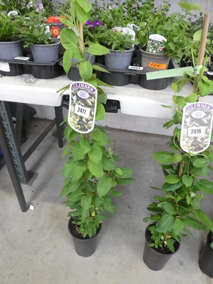 Lot 2477 - Potted Japonica Lonicera Halliana
