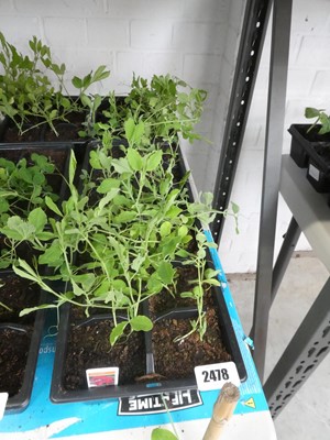 Lot 2478 - 3 trays of Spencer sweet peas