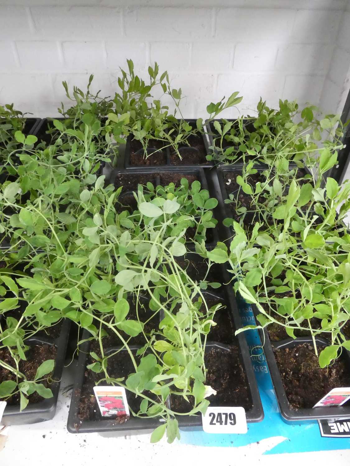 Lot 2479 - 3 trays of Spencer sweet peas