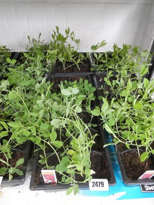 Lot 2479 - 3 trays of Spencer sweet peas