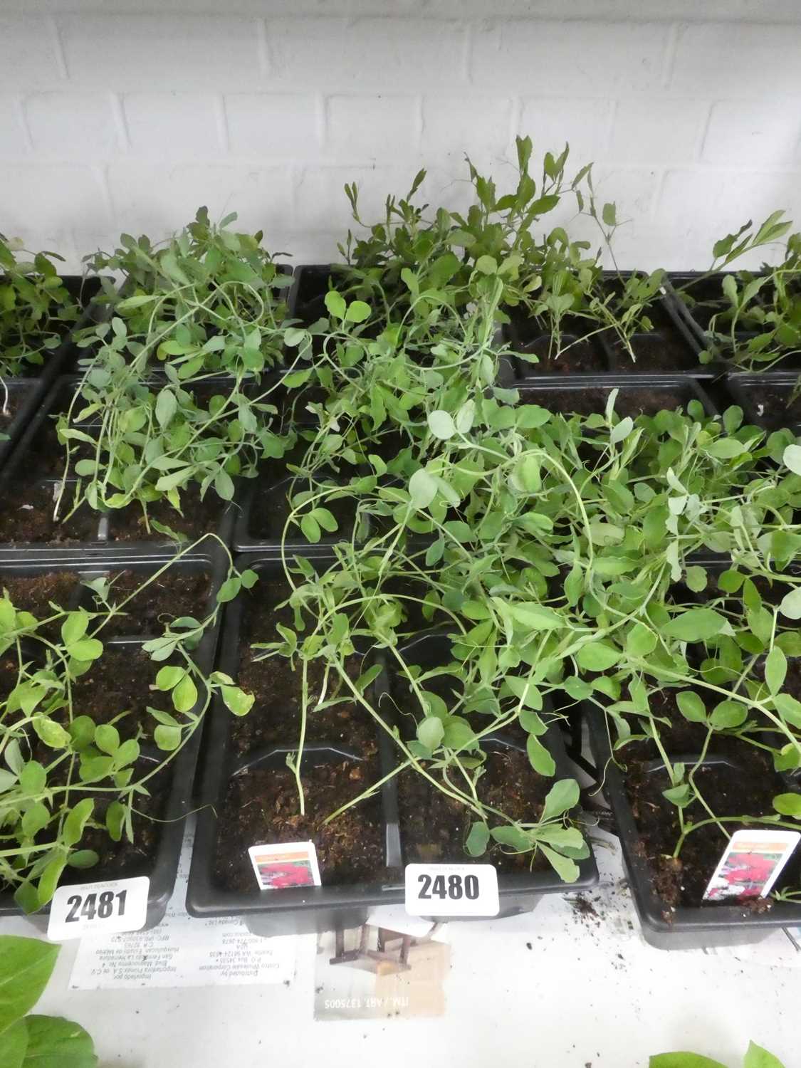 Lot 2480 - 3 trays of Spencer sweet peas