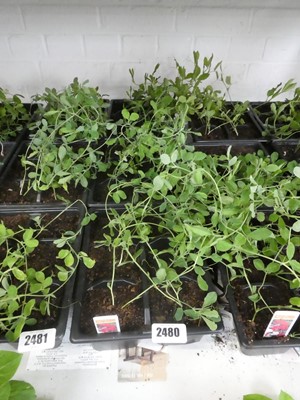 Lot 2480 - 3 trays of Spencer sweet peas