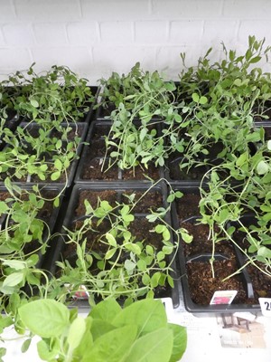 Lot 2481 - 3 trays of Spencer sweet peas