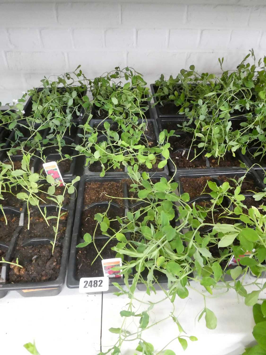 Lot 2482 - 3 trays of Spencer sweet peas