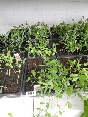 Lot 2482 - 3 trays of Spencer sweet peas