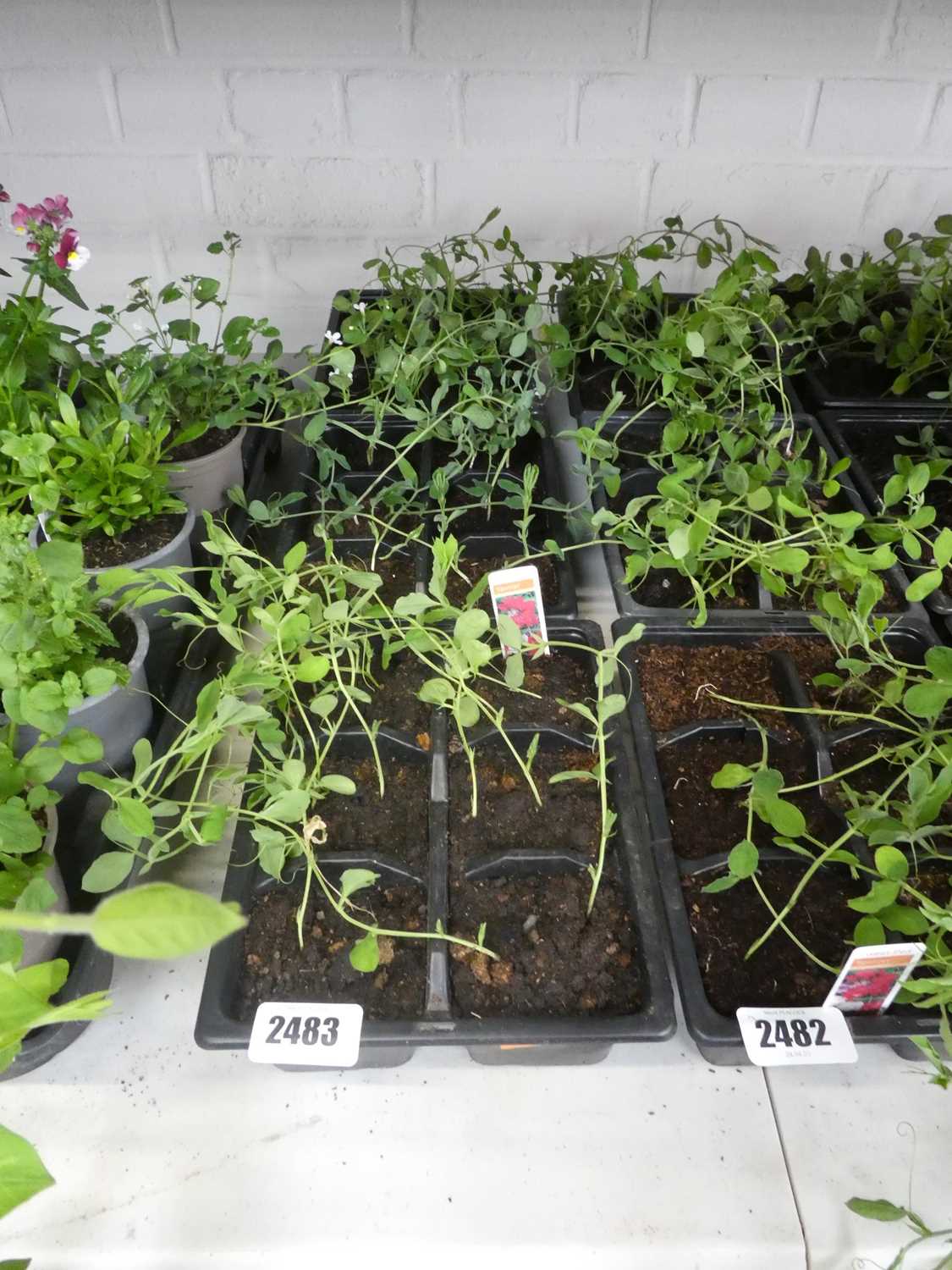 Lot 2483 - 3 trays of Spencer sweet peas