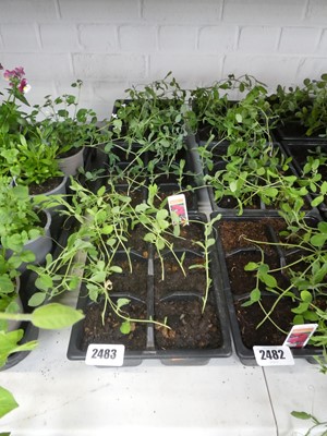 Lot 2483 - 3 trays of Spencer sweet peas