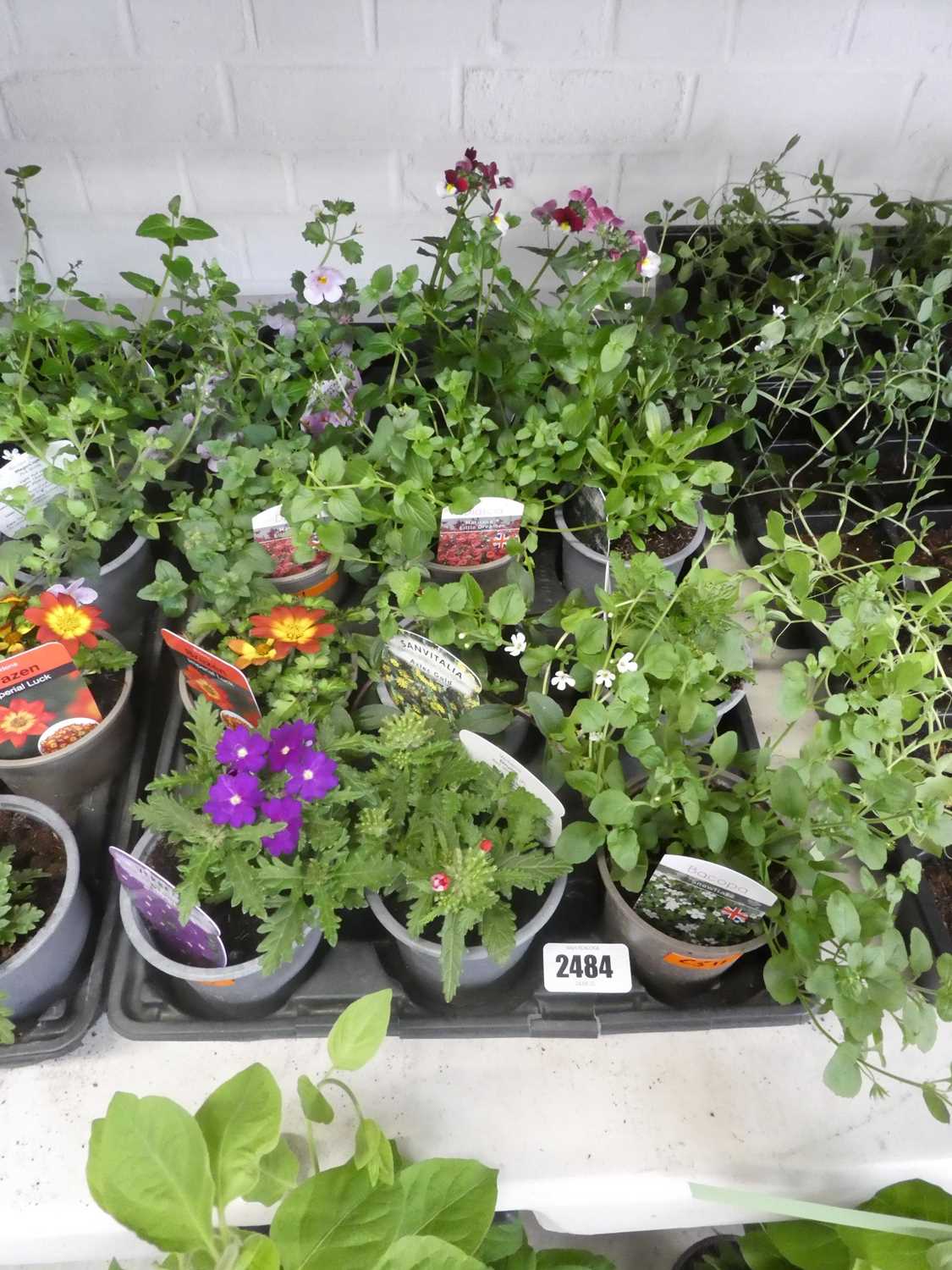 Lot 2484 - Tray containing 12 pots of mixed plants incl....