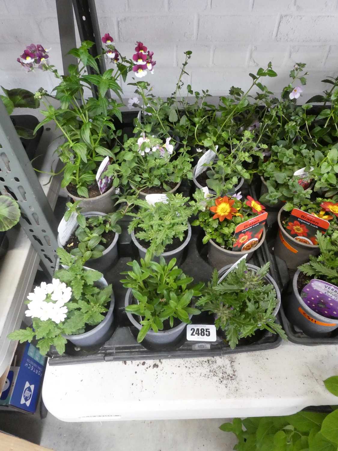Lot 2485 - Tray containing 12 pots of mixed plants incl....