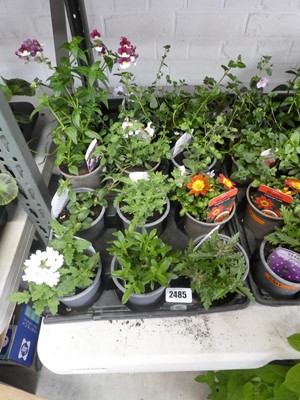 Lot 2485 - Tray containing 12 pots of mixed plants incl....