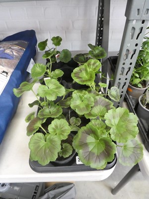 Lot 2486 - Tray containing 8 potted geraniums