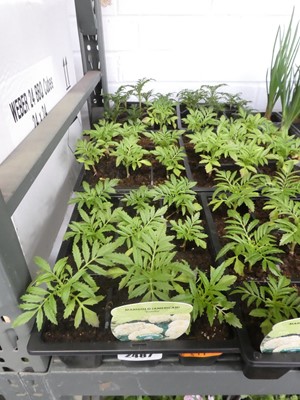 Lot 2487 - 3 trays of American Vanilla bush marigolds