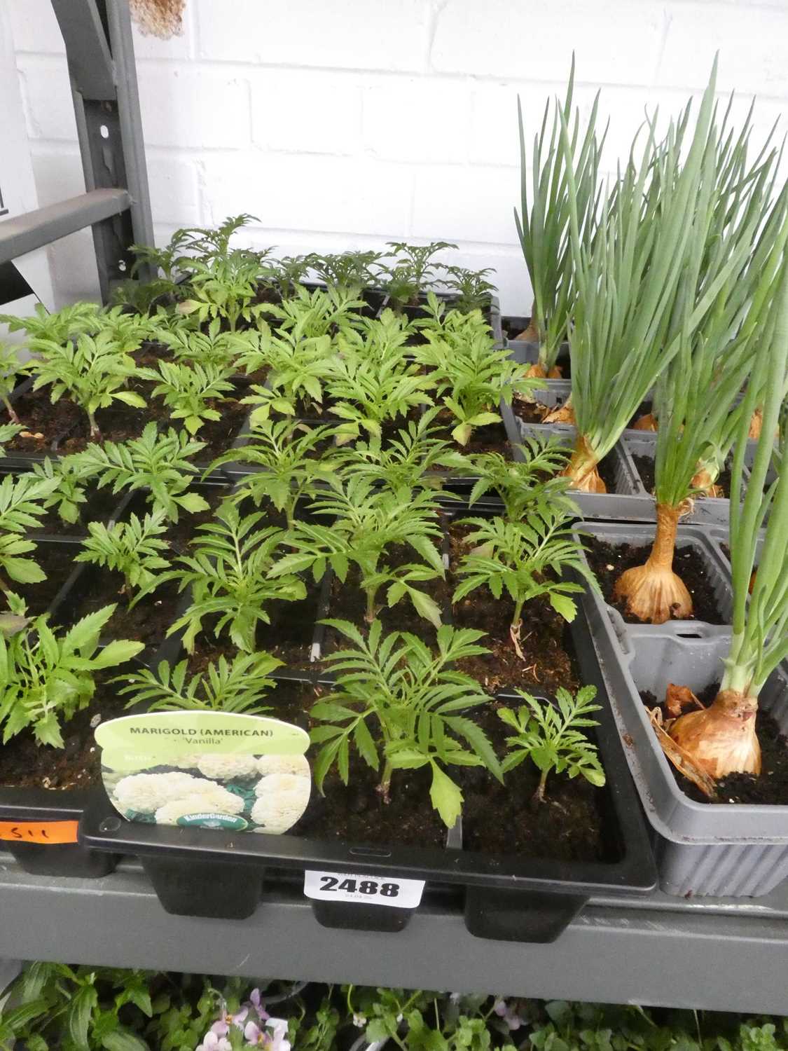 Lot 2488 - 3 trays of American Vanilla bush marigolds