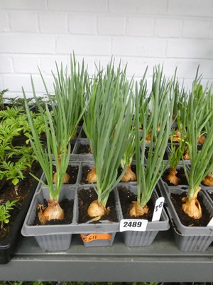 Lot 2489 - 3 trays of mixed onions incl. 2 Red Sun and 1...