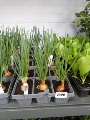 Lot 2490 - 3 trays of mixed onions incl. 1 Golden Gourmet...