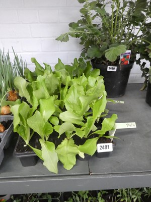 Lot 2491 - 3 trays of lettuce