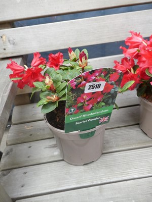 Lot 2510 - Scarlet Wonder dwarf rhododendron