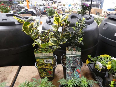 Lot 2511 - Pair of potted ilex incl. Golden King and Blue...