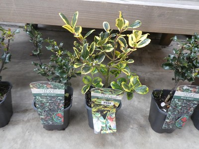 Lot 2512 - Pair of potted ilex incl. Golden King and Blue...