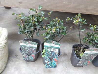 Lot 2513 - Pair of potted Blue Angel ilex