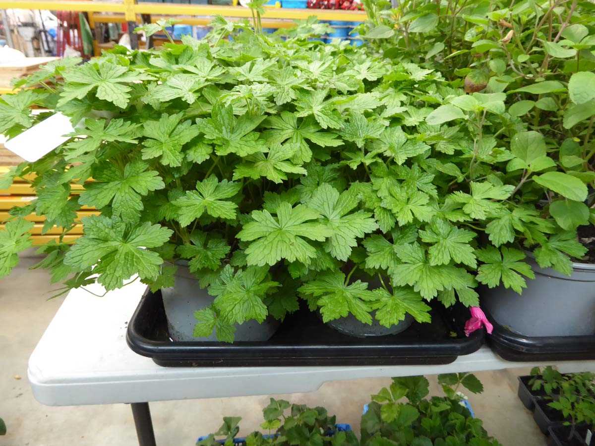 Lot 4296 - 2 potted geraniums