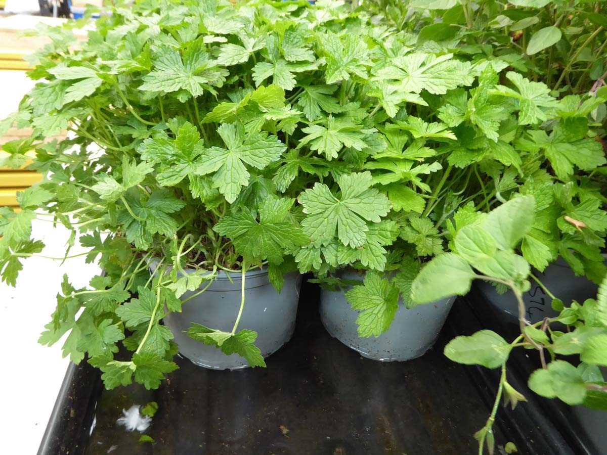 Lot 4297 - 2 potted geraniums