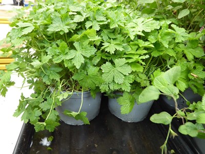 Lot 4297 - 2 potted geraniums