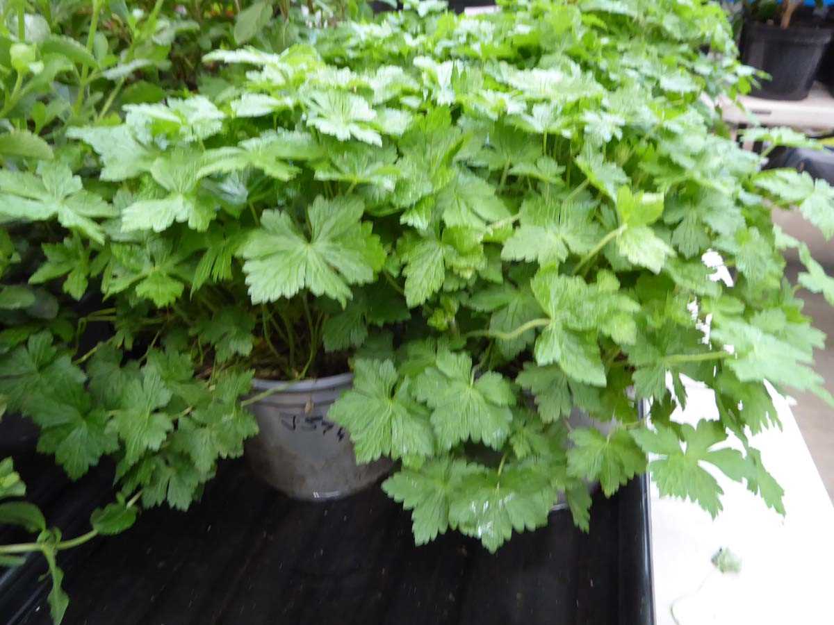 Lot 4298 - 2 potted geraniums