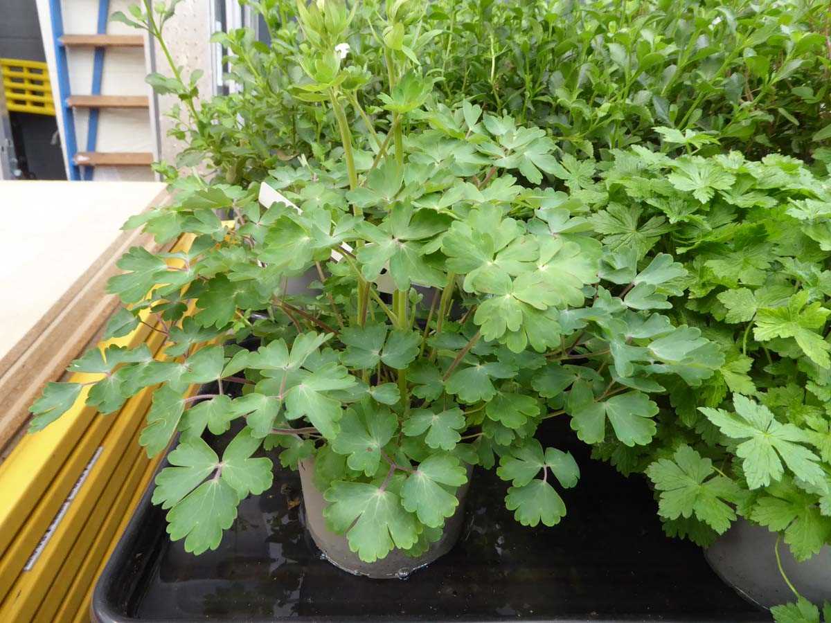 Lot 4299 - Potted Aquilergra