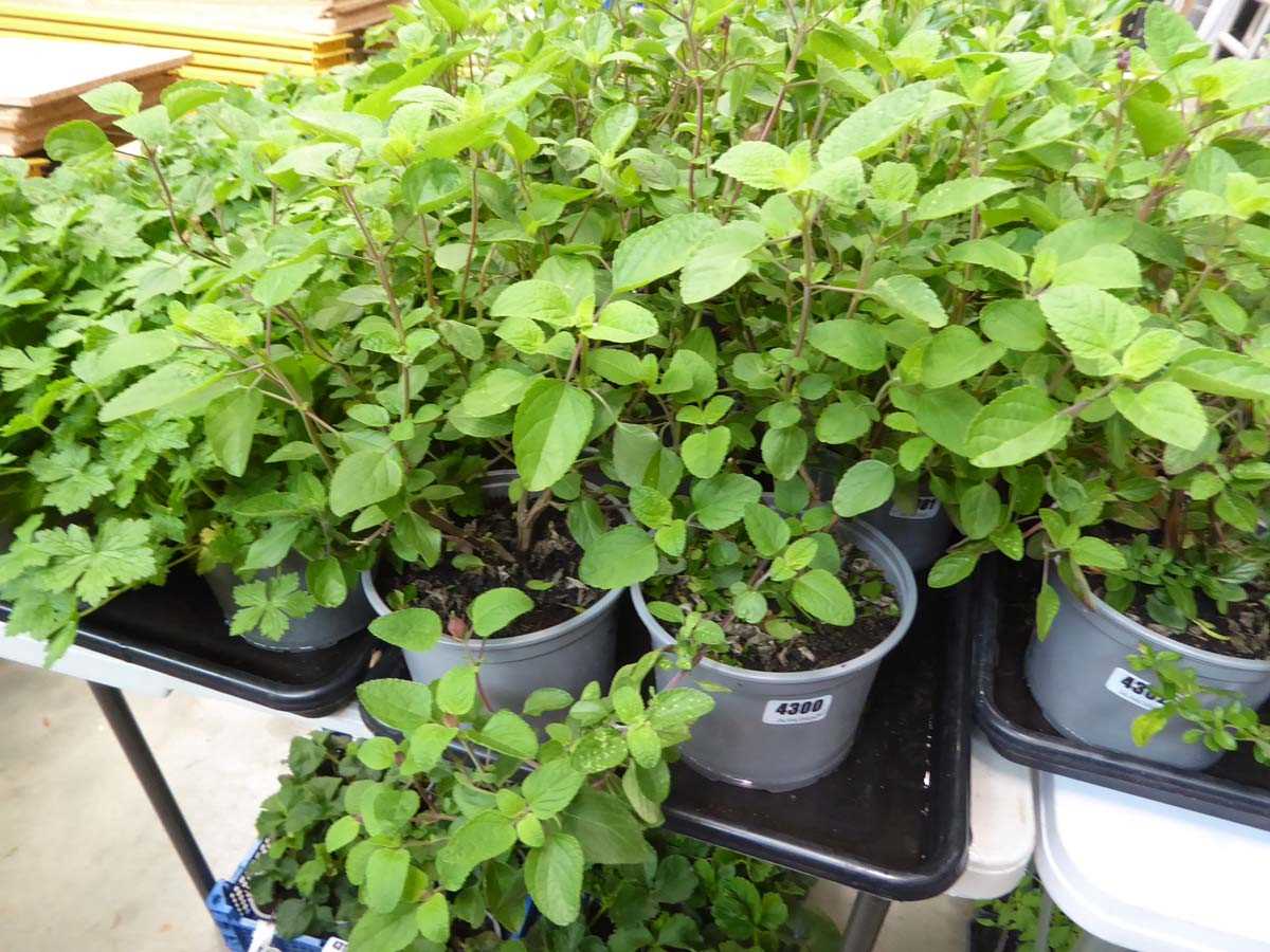 Lot 4300 - 2 potted Saliua