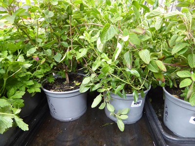 Lot 4301 - 2 potted Saliua