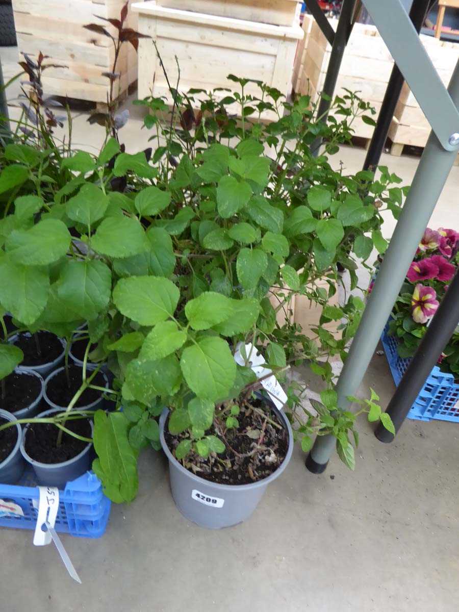 Lot 4302 - 2 potted Saliua