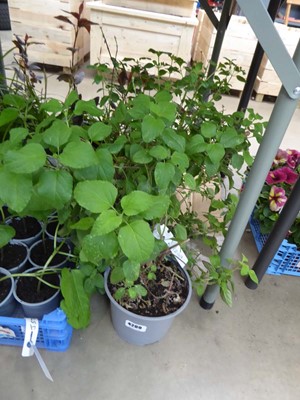 Lot 4302 - 2 potted Saliua