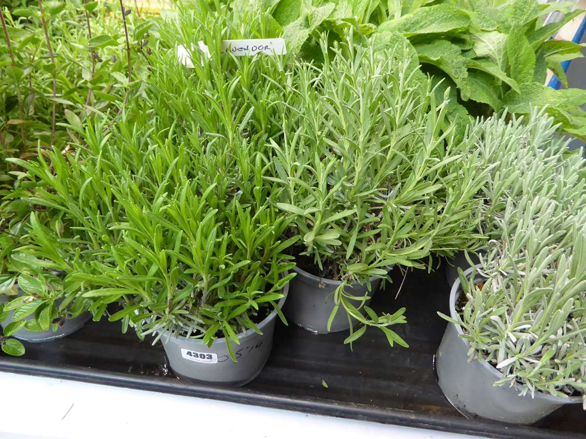 Lot 4303 - 3 potted Lavender