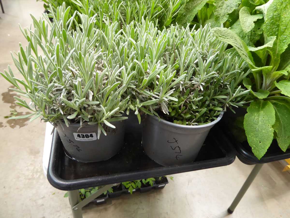 Lot 4304 - 2 potted Lavender
