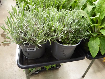 Lot 4304 - 2 potted Lavender