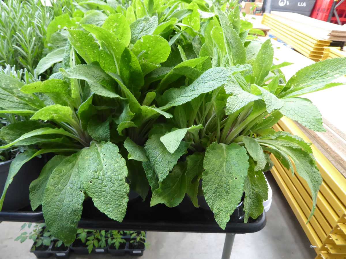 Lot 4305 - 2 potted Foxglove