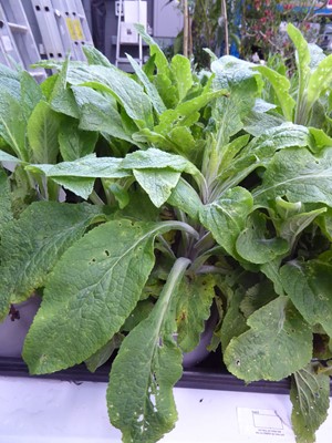 Lot 4306 - 2 potted Foxglove