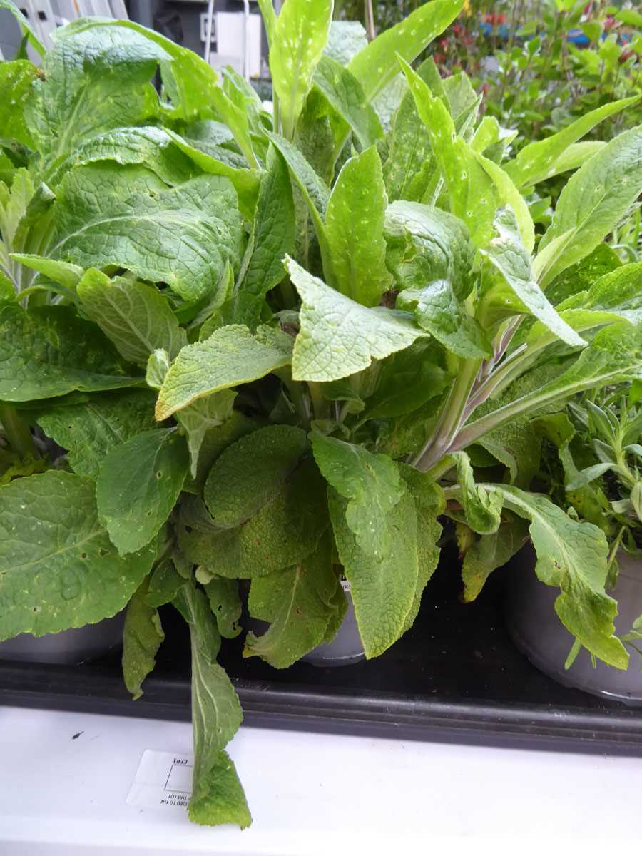 Lot 4307 - 2 potted Foxglove