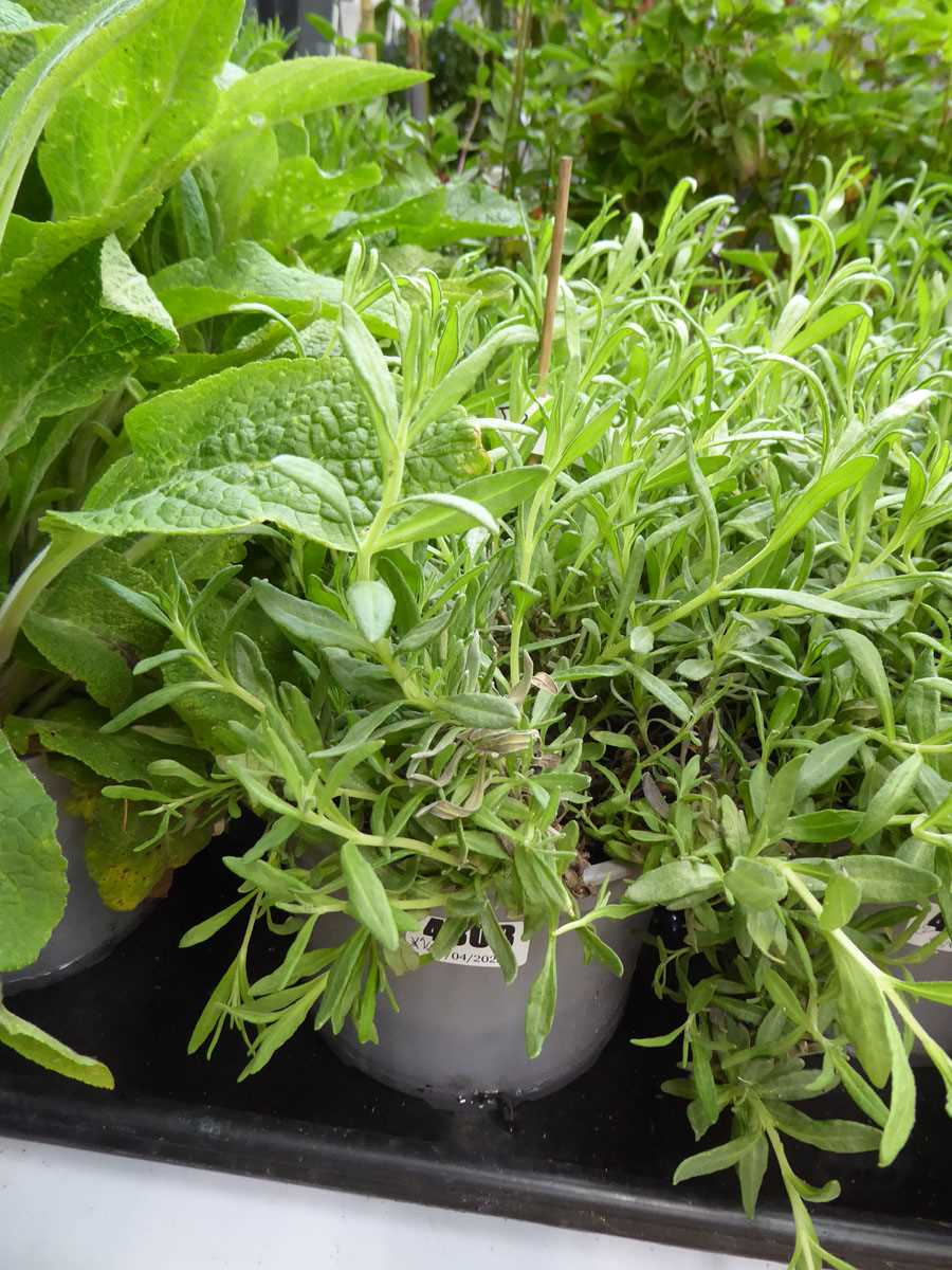 Lot 4308 - 2 potted Lavender