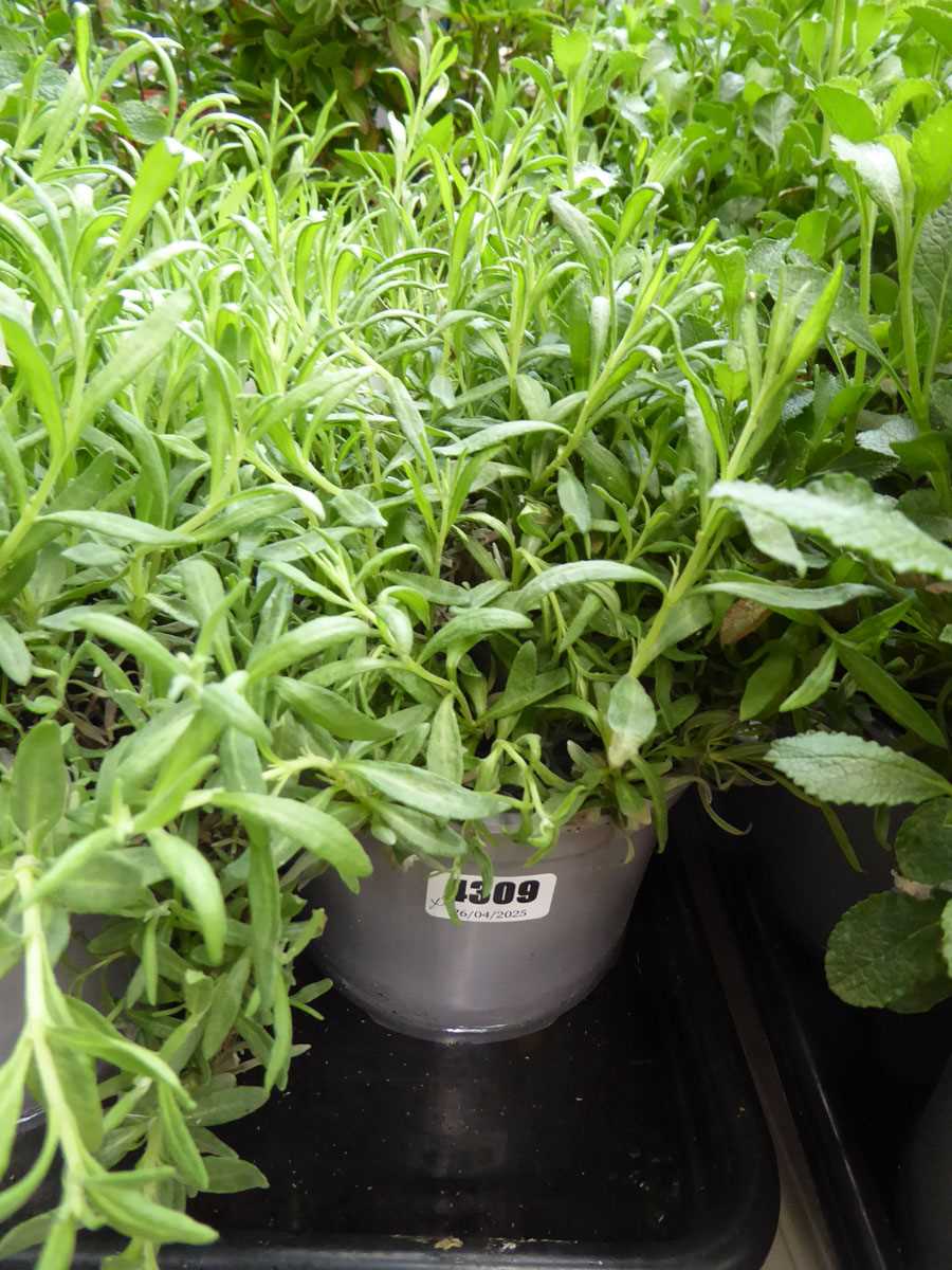 Lot 4309 - 2 potted Lavender