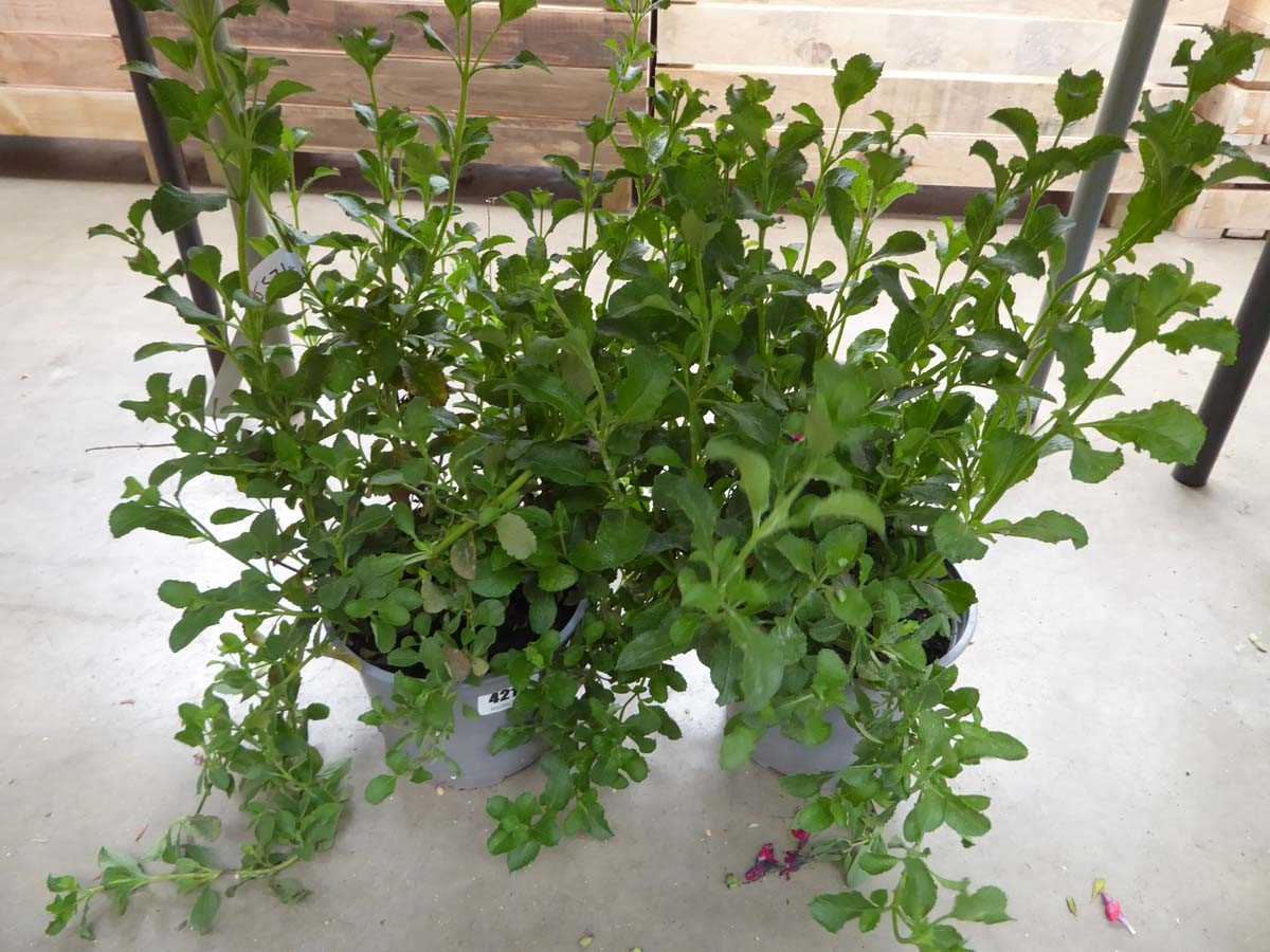 Lot 4311 - 2x Hardy Salvia