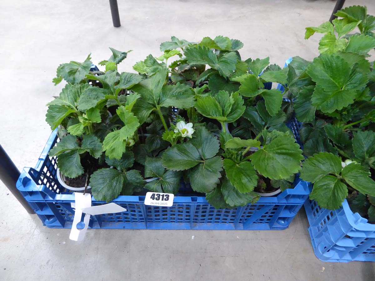 Lot 4313 - Tray of strawberry plants