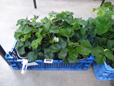 Lot 4313 - Tray of strawberry plants